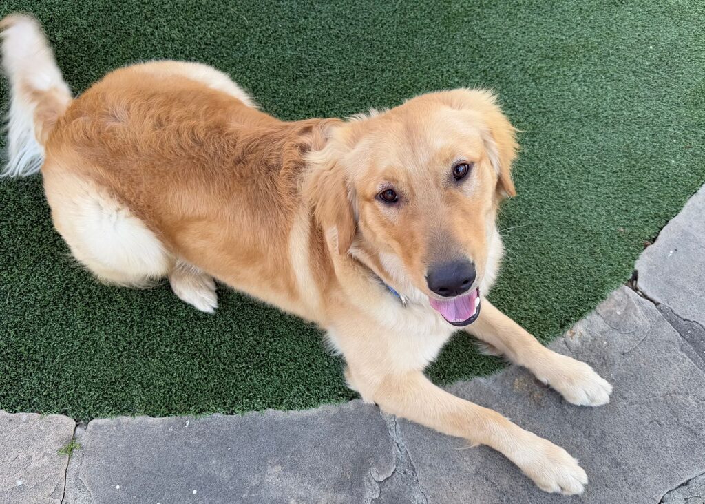 Attentive hearing service dog trained to detect important household sounds.