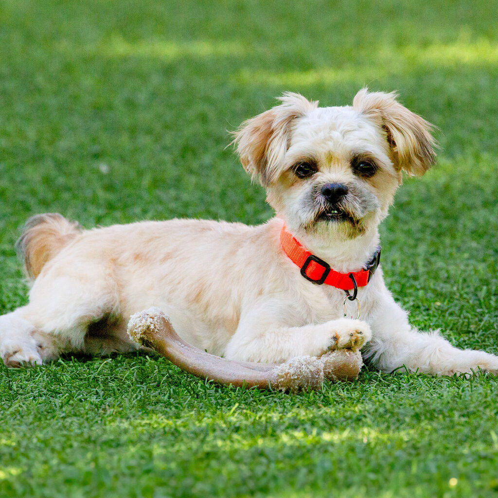 Assistance dog enjoying outdoor Southern Oregon environment with handler nearby.