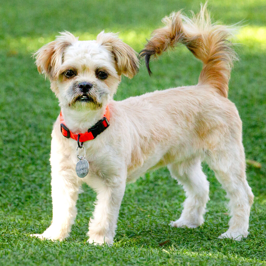 Shih Tzu mix, adoptable pet in CA